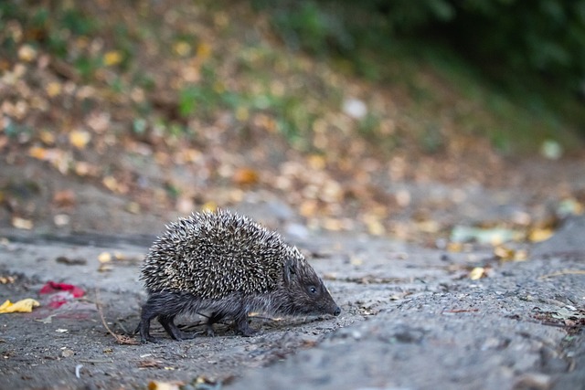 在接下来的 在接下来的