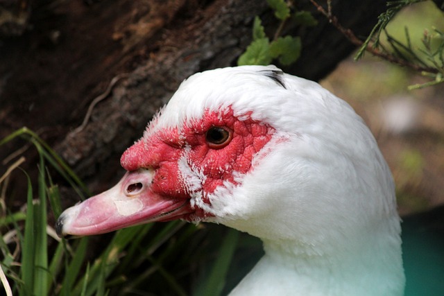 摩纳哥也从 摩纳哥也从