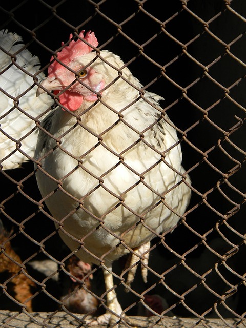 攻击的平衡 攻击的平衡